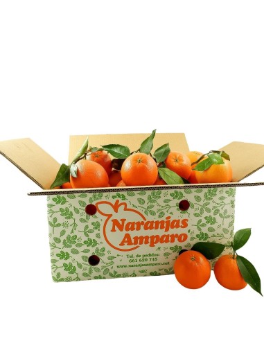 Naranjas de Mesa - Navel