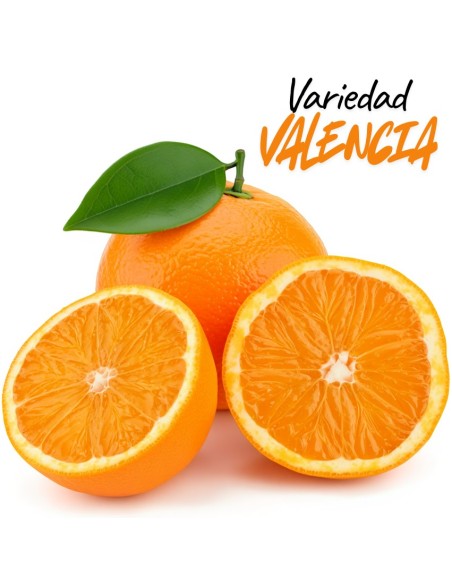 Naranja Valencia Midknight de Mesa Fresco y Delicioso