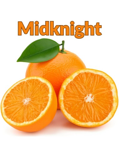 Valencia Orange Late - Best for Fresh Juice