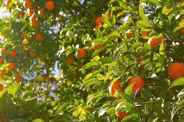 variedades de mandarinas