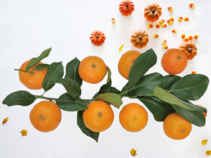 mandarinas para mermelada