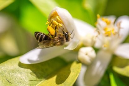 abeja libando el nectar de la flor del naranjo