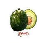 aguacate reed