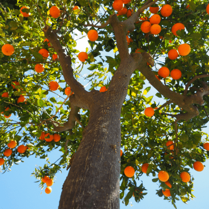 árbol de naranjo