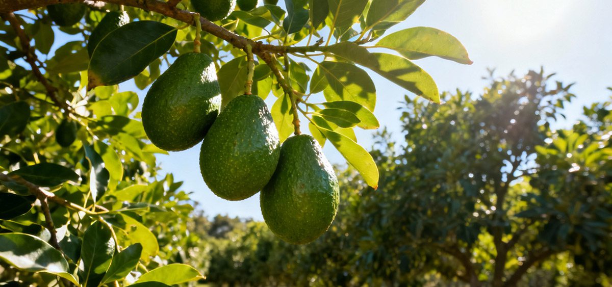 Aguacate en España