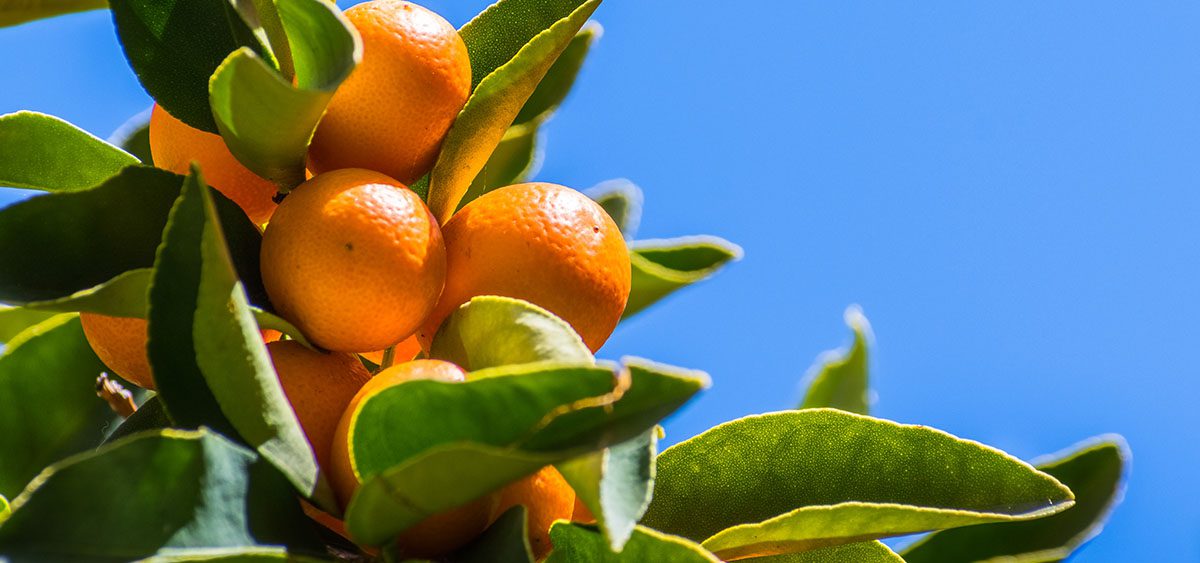 Por qué la naranja se llama naranja y otras curiosidades