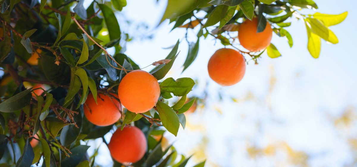 La mejor naranja del mundo: Navel Lane Late