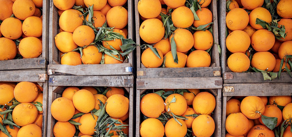 proveedor de naranjas para negocio