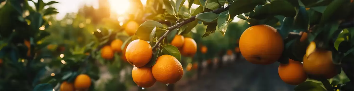 comprar naranjas