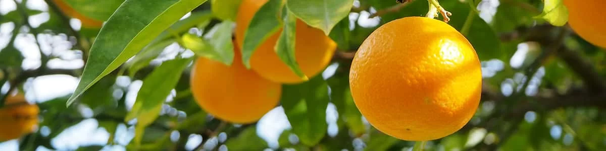 Naranjas Amparo